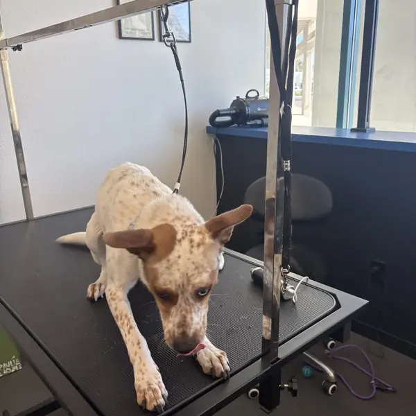 Dog spa treatment at K9 Rox Club grooming salon
